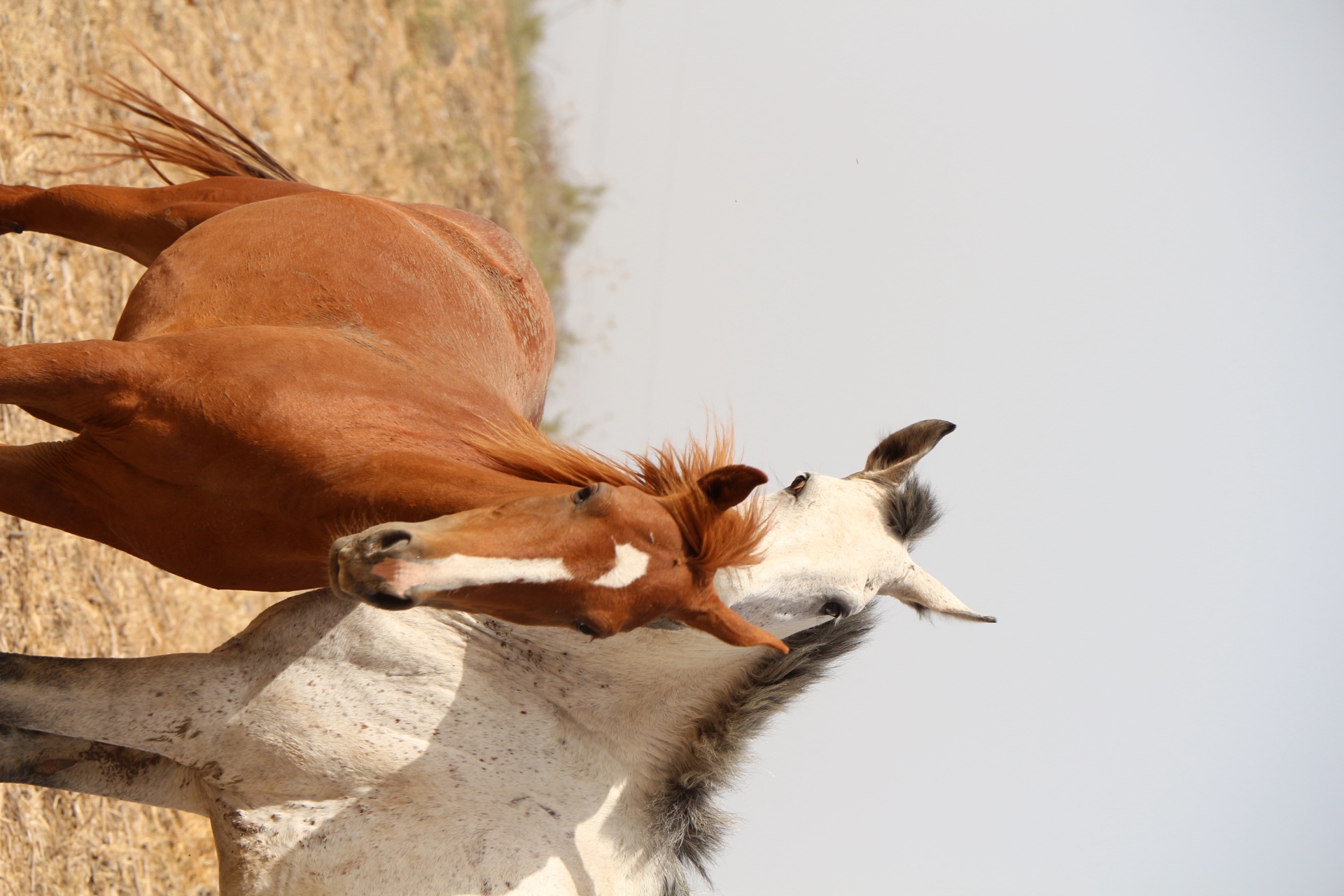 Chen Izicovich — Photography