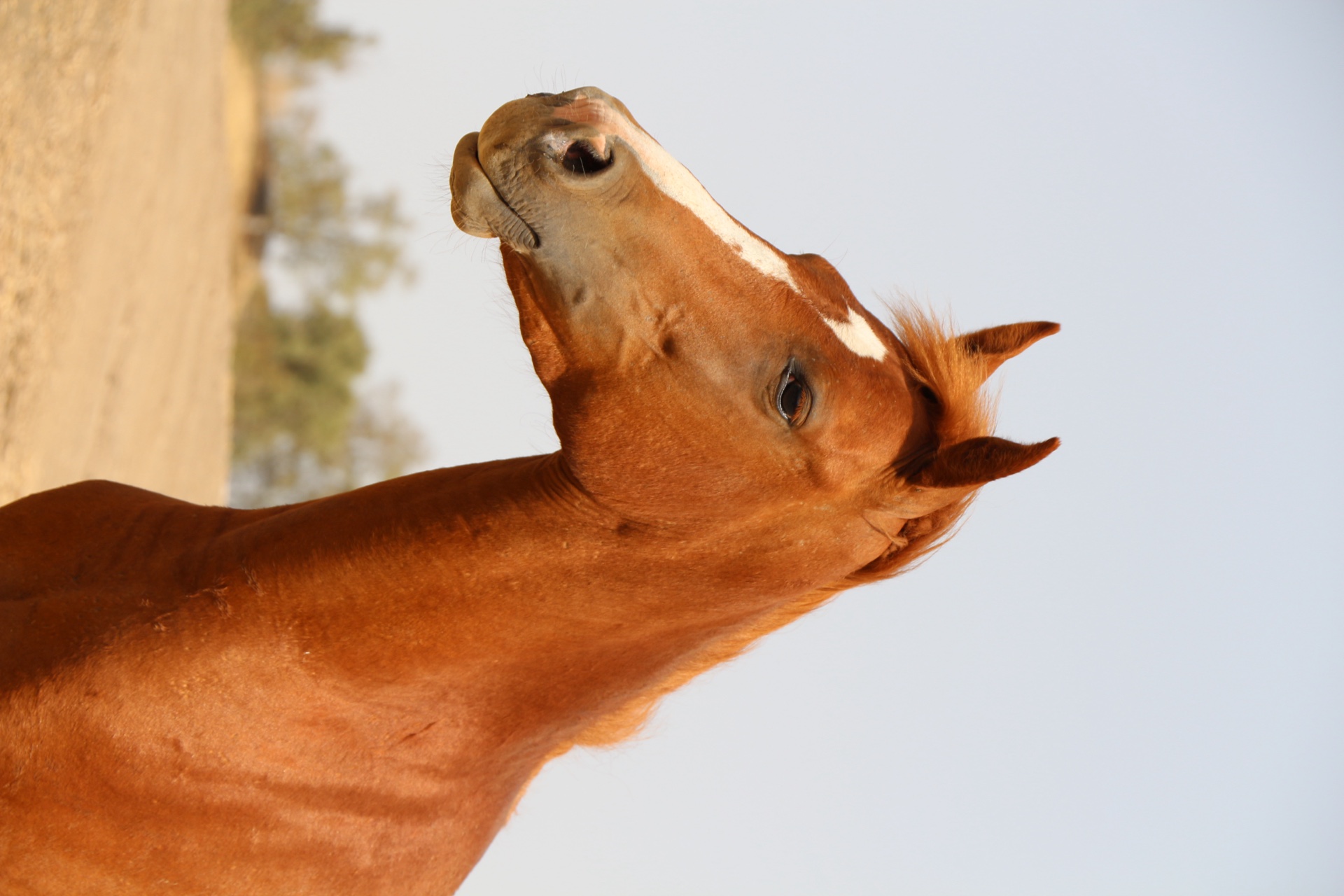 Chen Izicovich — Photography