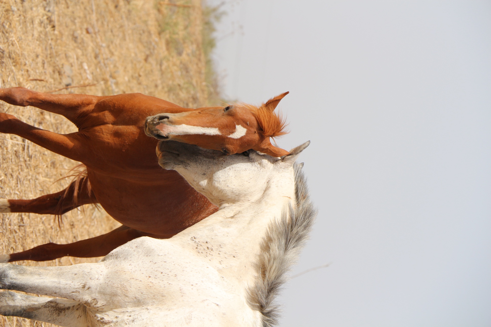 Chen Izicovich — Photography